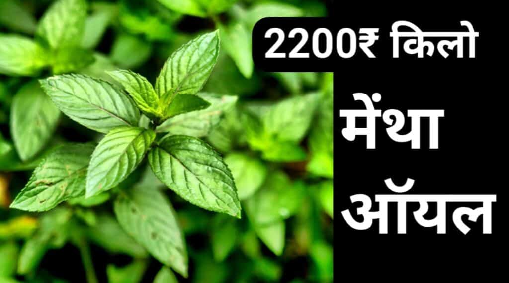 मेंथा ऑयल का रेट कब बढेगा 2023