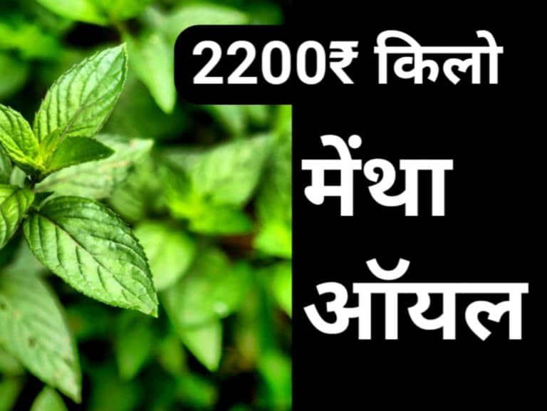 mentha oil rate barabanki